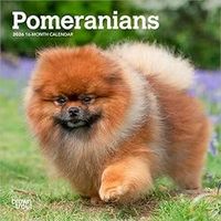 Pomeranians 2026 Calendar