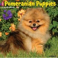 Pomeranians 2026 Calendar