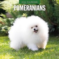 Pomeranians 2026 Calendar
