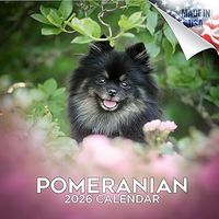 Pomeranians 2026 Calendar
