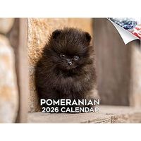 Pomeranians 2026 Calendar