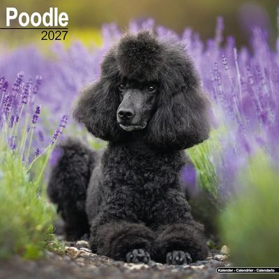 Poodles 2027 Calendar