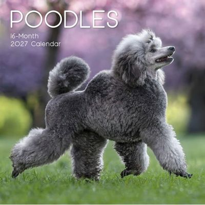 Poodles 2027 Calendar