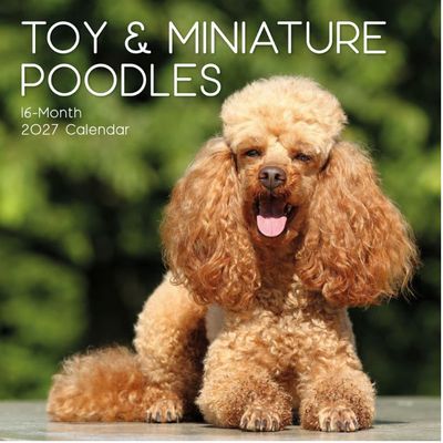 Toy Poodles 2027 Wall Calendar