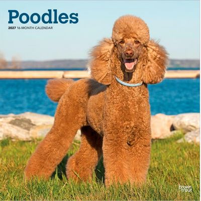 Poodles 2027 Wall Calendar