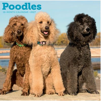 Poodles 2027 Wall Calendar