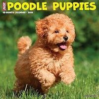 Poodle Puppies 2026 Calendar