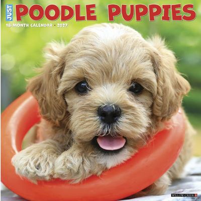 Poodle Puppies 2027 Calendar
