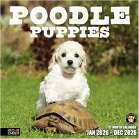 Poodle Puppies 2026 Calendar