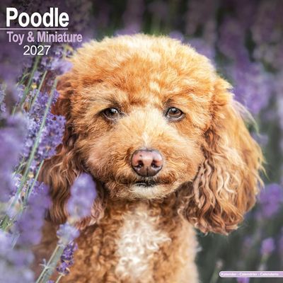 Toy & Miniature Poodle 2027 Calendar