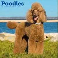 Poodles 2026 Calendar