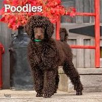 Poodles 2026 Calendar