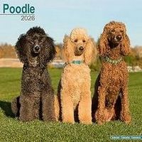 Poodles 2026 Calendar