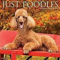 Poodles 2026 Calendar