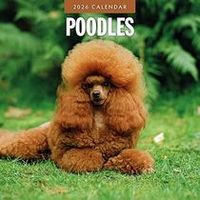 Poodles 2026 Calendar