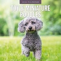 Poodles 2026 Calendar