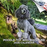 Poodles 2026 Calendar