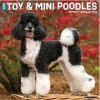 Toy & Mini Poodles 2026 Calendar