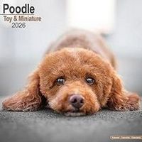Toy & Miniature Poodle 2026 Calendar