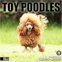 Poodles 2026 Calendar