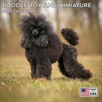 Toy & Miniature Poodles 2026 Calendar