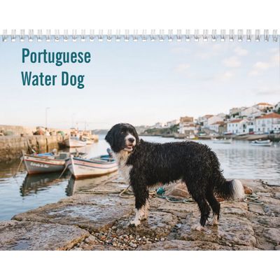 Portuguese Water Dog 2027 Wall Calendar