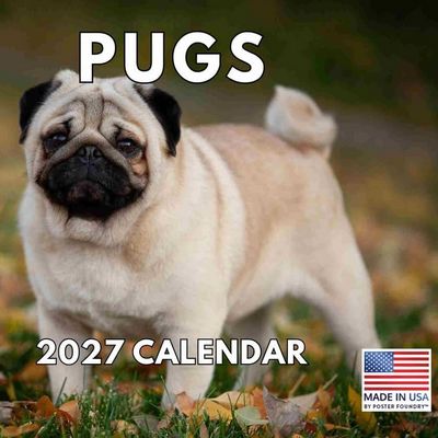 Pugs 2027 Wall Calendar