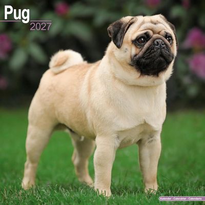 Pug 2027 Wall Calendar