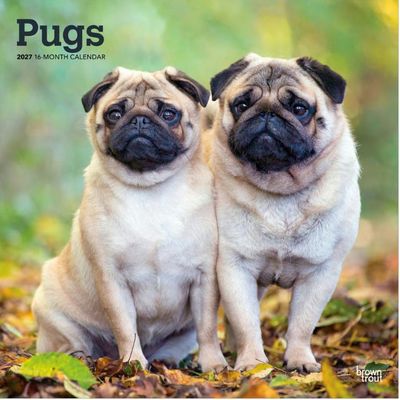 Pugs 2027 Wall Calendar