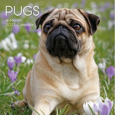 Pugs 2027 Wall Calendar