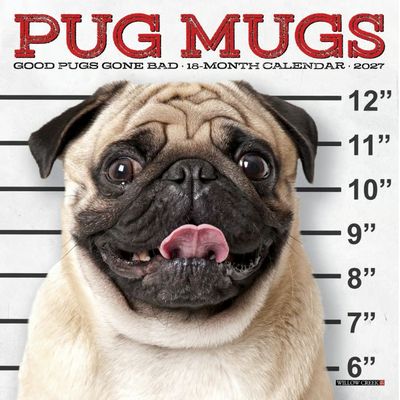 Pug Mugs 2027 Mini Wall Calendar