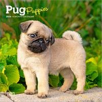 2026 Pug Puppies Calendars