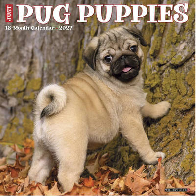 Pug Puppies 2027 Calendar