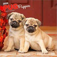 Pug Puppies 2026 Calendar