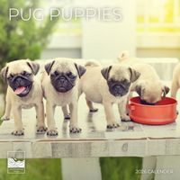 Pug Puppies 2026 Calendar