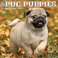 Pug Puppies 2026 Calendar