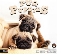 Pug Puppies 2026 Calendar