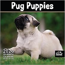 Pug Puppies 2026 Calendar