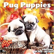 Pug Puppies 2026 Calendar