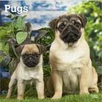 Pugs 2026 Calendar