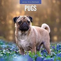 Pugs 2026 Calendar