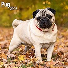Pugs 2026 Calendar