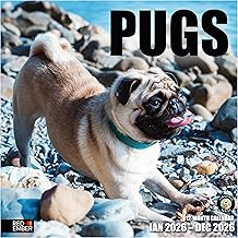Pugs 2026 Calendar