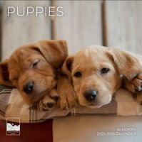 Puppies 2026 Wall Calendar
