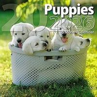 Puppies 2026 Wall Calendar
