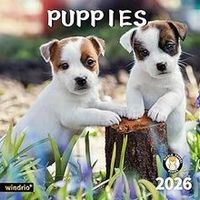 Puppies 2026 Wall Calendar