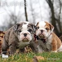Puppies 2026 Wall Calendar