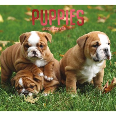 Puppies 2026 Wall Calendar