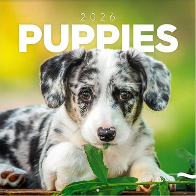 Puppies 2026 Wall Calendar
