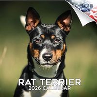 Rat Terrier 2026 Calendar